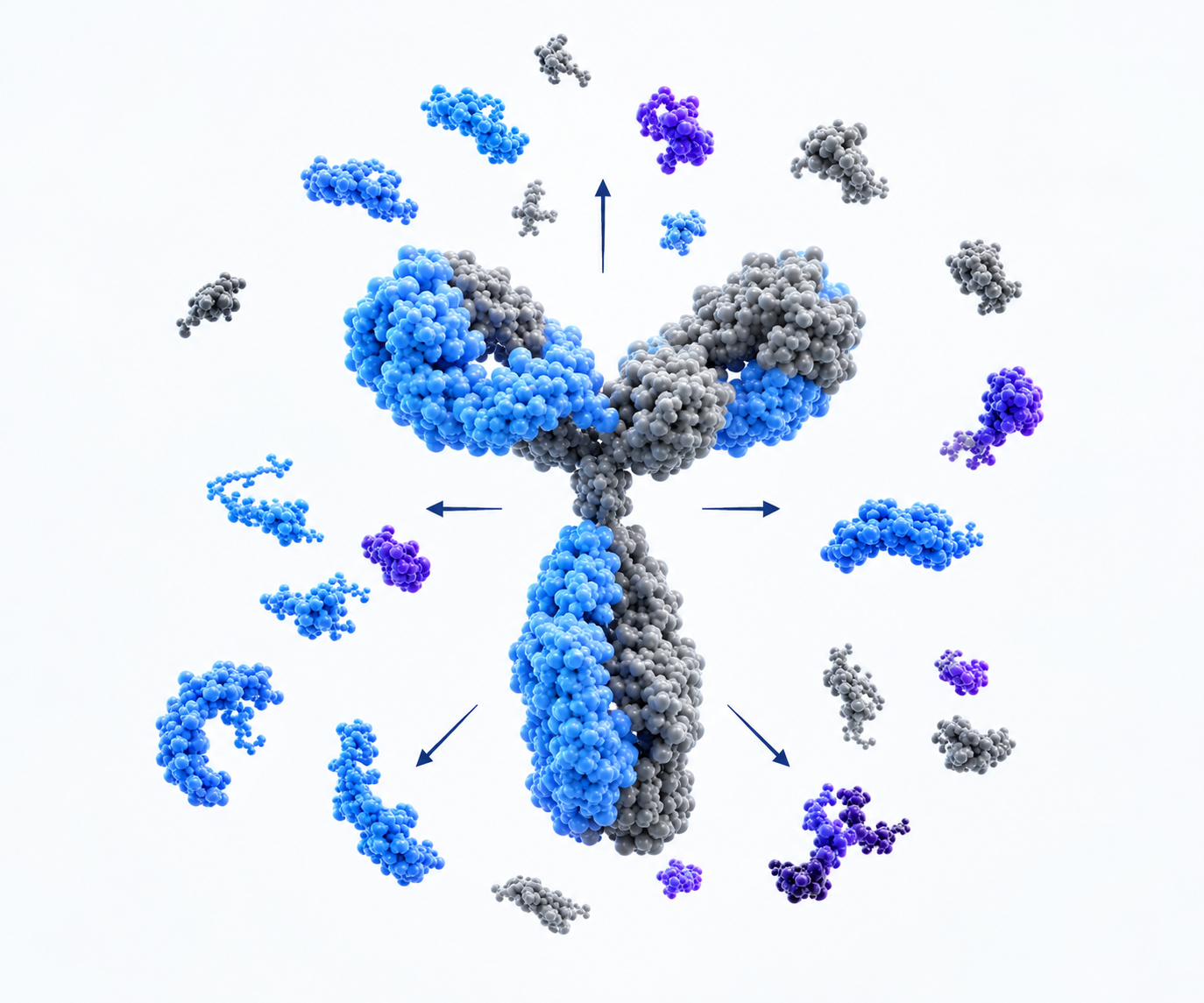 An antibody is being sequenced 